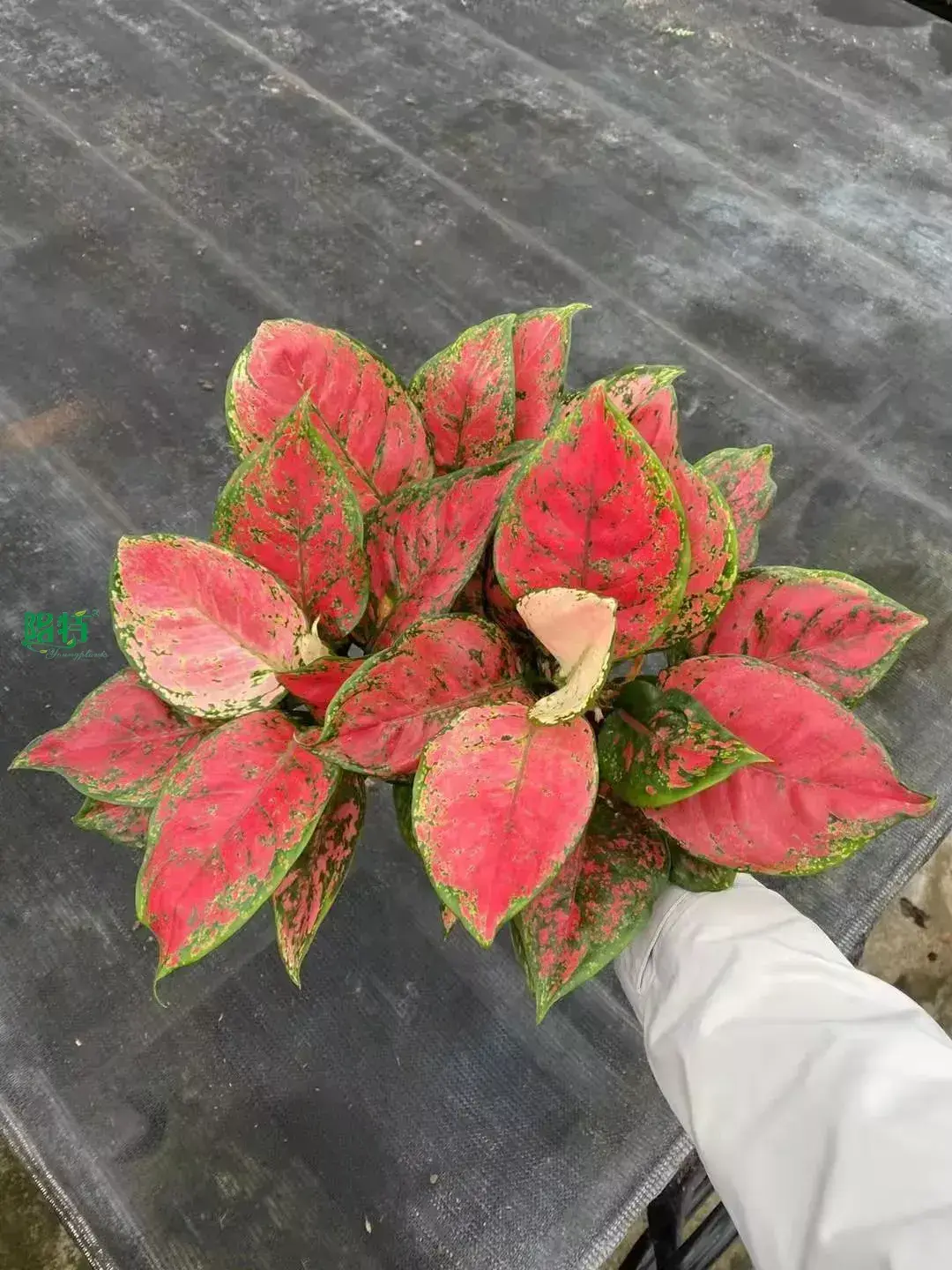  aglaonema pink  | Youngplants 1