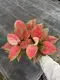  aglaonema pink  | Youngplants 1