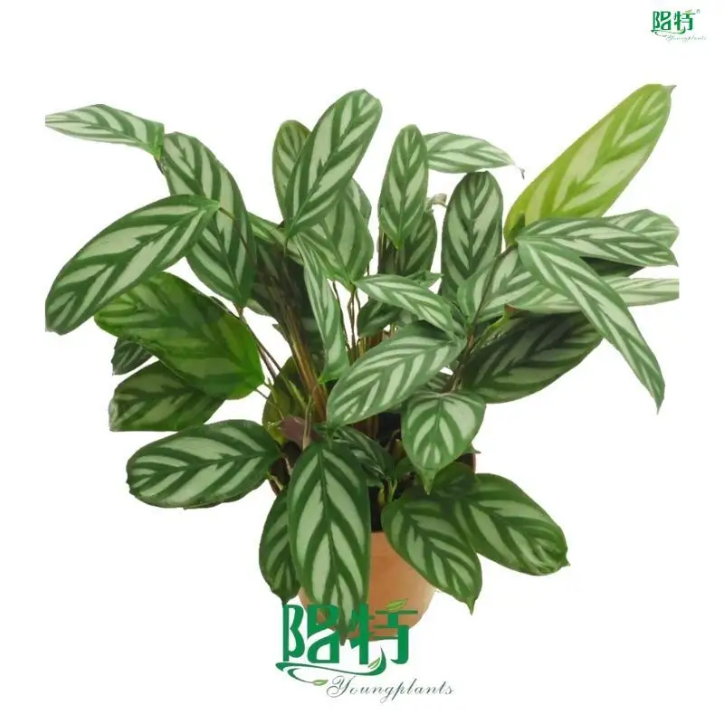 Youngplants |  ctenanthe  1