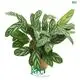Youngplants |  ctenanthe  1