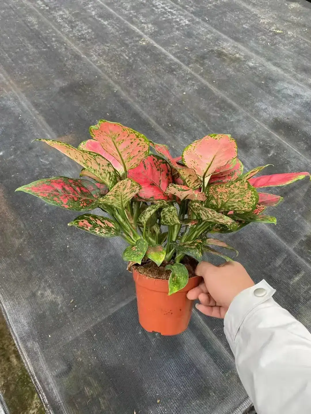  aglaonema pink  | Youngplants 2