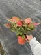  aglaonema pink  | Youngplants 2