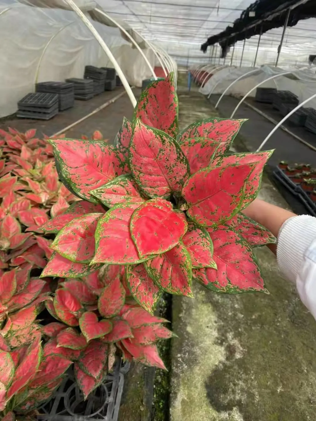 ροζ αγλαόνημα | Νεαρά φυτά 8