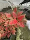  aglaonema pink  | Youngplants 3