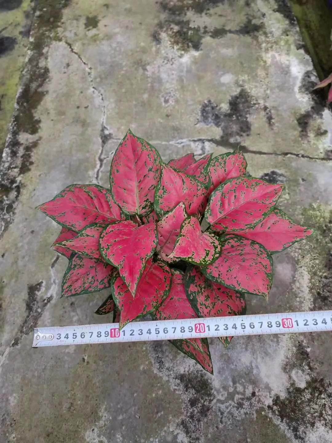 ροζ αγλαόνημα | Νεαρά φυτά 7