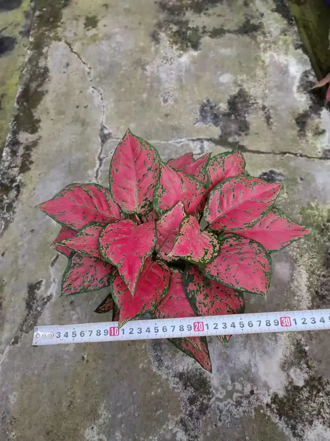  aglaonema pink  | Youngplants 4