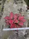  aglaonema pink  | Youngplants 4