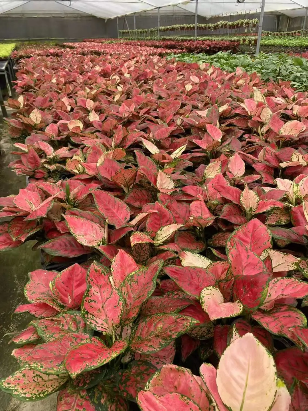 ροζ αγλαόνημα | Νεαρά φυτά 9