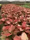  aglaonema pink  | Youngplants 6