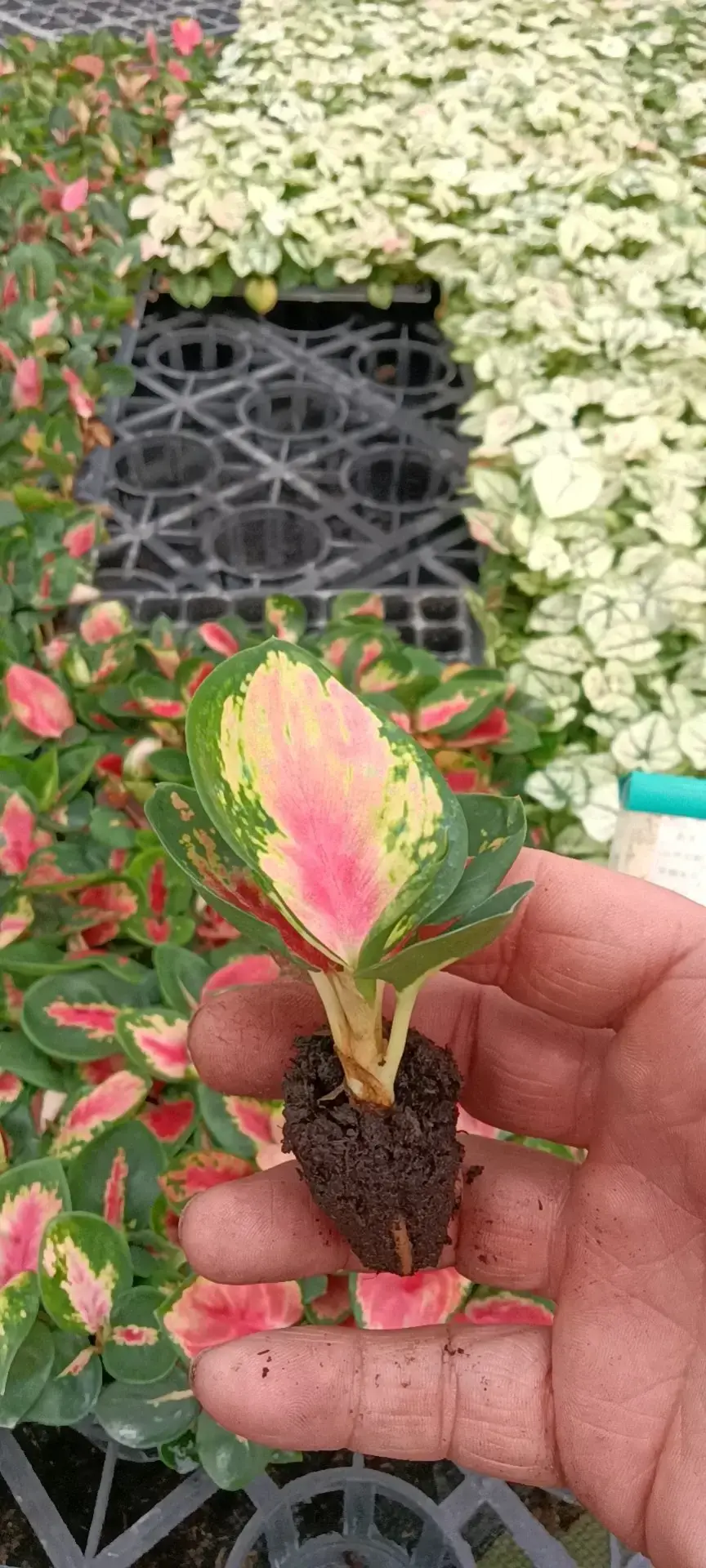 Custom aglaonema varieties  Manufacturer | Youngplants 2