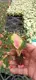 Custom aglaonema varieties  Manufacturer | Youngplants 2