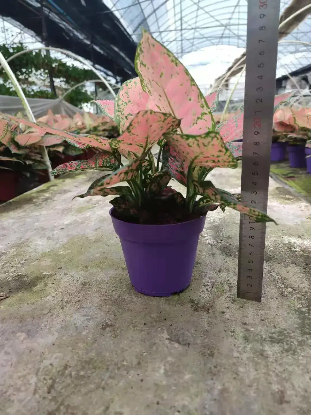  aglaonema pink  | Youngplants 5