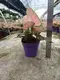  aglaonema pink  | Youngplants 5