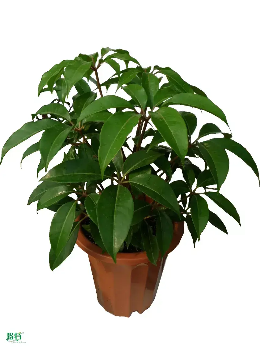  schefflera varieties  | Youngplants 1