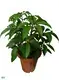 schefflera varieties  | Youngplants 1