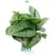  scindapsus jade satin  | Youngplants 1