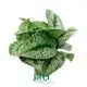 Custom scindapsus  Manufacturer | Youngplants 1
