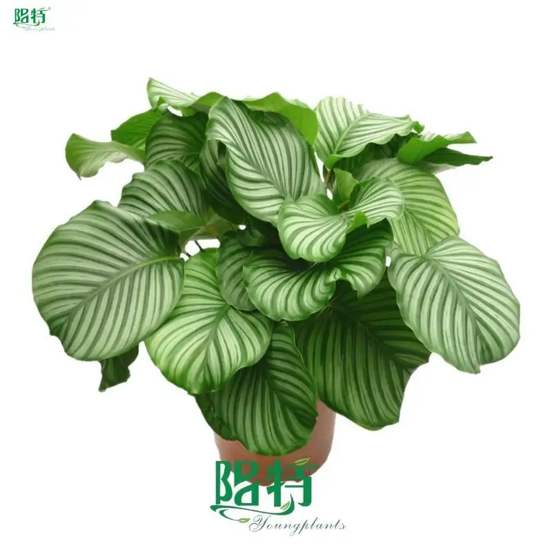 Youngplants |  calathea prayer plant  1