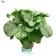 Youngplants |  calathea prayer plant  1