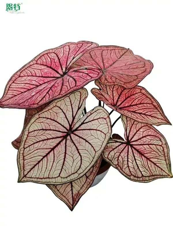  live caladium plants for sale  | Youngplants 1