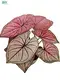  live caladium plants for sale  | Youngplants 1