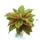 Custom aglaonema plant care  Manufacturer | Youngplants 1