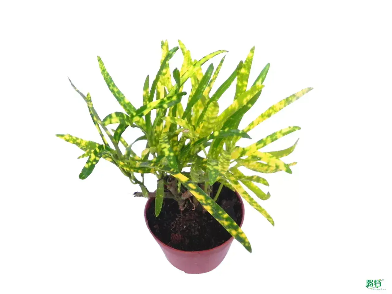  woody perennial plant  | Youngplants 1