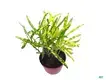  woody perennial plant  | Youngplants 1