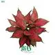  aglaonema varieties  | Youngplants1 1