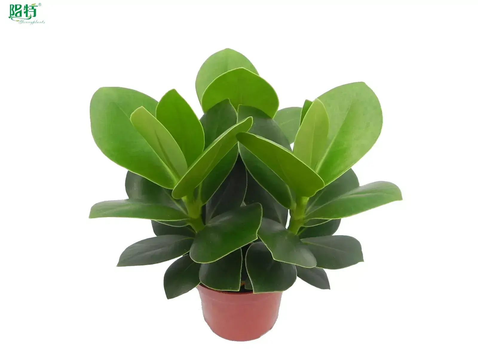  clusia diseases  | Youngplants 1