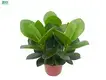  clusia diseases  | Youngplants 1