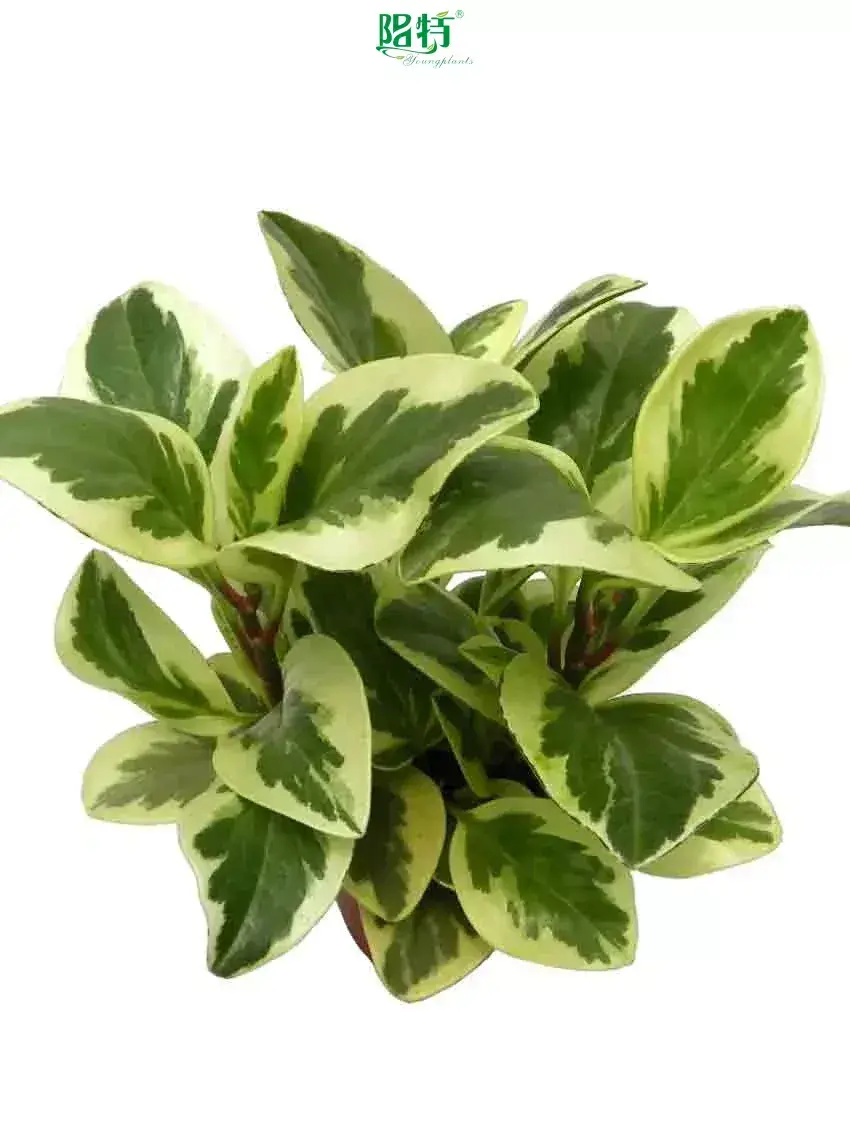 Custom peperomia polybotrya  Manufacturer | Youngplants 1