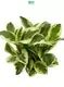 Custom peperomia polybotrya  Manufacturer | Youngplants 1