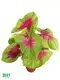  caladium plant  | Youngplants 1
