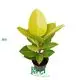 Custom bonsai ficus retusa  Manufacturer | Youngplants 1