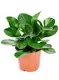  peperomia scandens variegata  | Youngplants 1