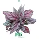  young plant  | Youngplants 1