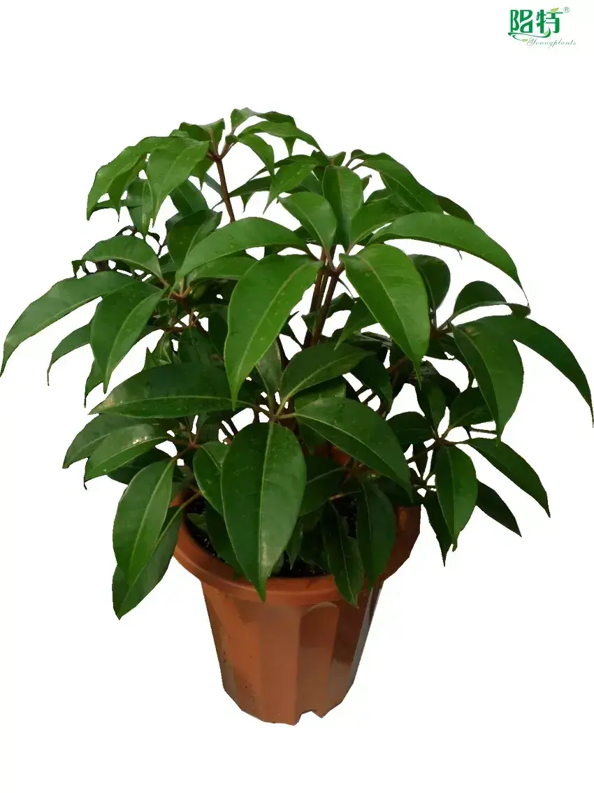 Youngplants |  arboricola plant  1