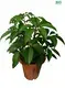 Youngplants |  arboricola plant  1