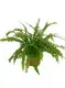 Youngplants |  phlebodium aureum  1
