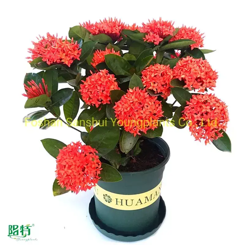  croton plant outdoor  | Youngplants 1