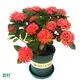  croton plant outdoor  | Youngplants 1