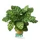 Custom ctenanthe  Manufacturer | Youngplants 1