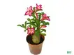 Youngplants |  woody flower 1 1