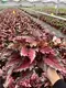 japanese painted fern at Wholesale Prices | Youngplants 1