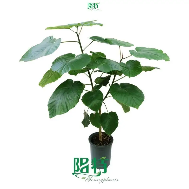 Youngplants |  ficus bonsai tree  1