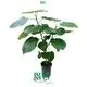 Youngplants |  ficus bonsai tree  1