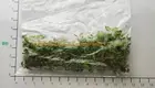 fittonia argyroneura cats at Wholesale Prices | Youngplants 1