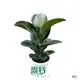 ficus benjamina bonsai at Wholesale Prices | Youngplants 1