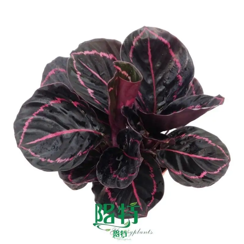 calathea prayer plant at Wholesale Prices | Youngplants 1